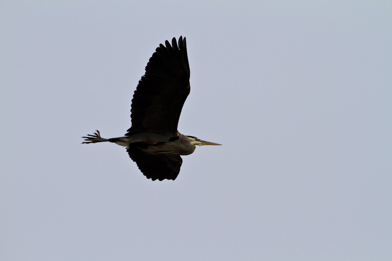 Great Blue Heron In Flight